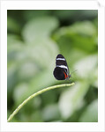 Longwing Butterfly by Anonymous