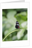 Longwing Butterfly by Anonymous