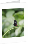 Longwing Butterfly by Anonymous