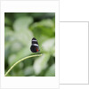 Longwing Butterfly by Anonymous