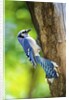 Blue Jay by Anonymous