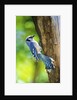 Blue Jay by Anonymous