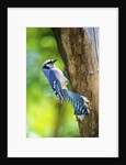 Blue Jay by Anonymous
