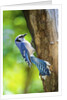Blue Jay by Anonymous