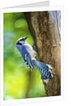 Blue Jay by Anonymous