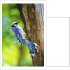 Blue Jay by Anonymous