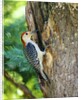 Red-bellied Woodpecker by Anonymous