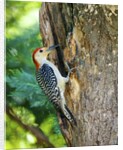 Red-bellied Woodpecker by Anonymous