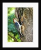 Red-bellied Woodpecker by Anonymous