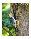 Red-bellied Woodpecker by Anonymous