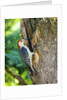 Red-bellied Woodpecker by Anonymous