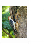 Red-bellied Woodpecker by Anonymous