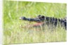 American Alligator by Anonymous