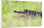 American Alligator by Anonymous