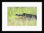 American Alligator by Anonymous
