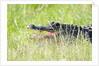 American Alligator by Anonymous
