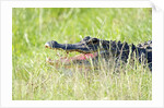 American Alligator by Anonymous
