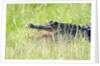 American Alligator by Anonymous