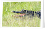 American Alligator by Anonymous