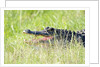American Alligator by Anonymous