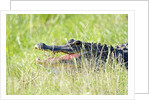 American Alligator by Anonymous