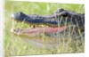 American Alligator by Anonymous