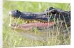 American Alligator by Anonymous
