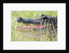 American Alligator by Anonymous