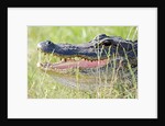 American Alligator by Anonymous