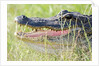 American Alligator by Anonymous