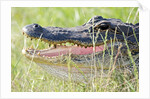 American Alligator by Anonymous