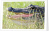 American Alligator by Anonymous