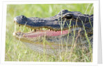 American Alligator by Anonymous