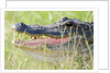 American Alligator by Anonymous