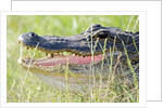 American Alligator by Anonymous