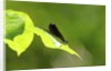 Damsel Fly by Anonymous