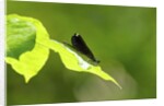 Damsel Fly by Anonymous
