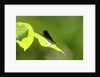 Damsel Fly by Anonymous