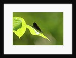 Damsel Fly by Anonymous