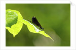 Damsel Fly by Anonymous