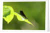 Damsel Fly by Anonymous