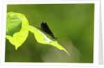 Damsel Fly by Anonymous