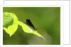 Damsel Fly by Anonymous