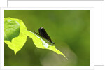 Damsel Fly by Anonymous