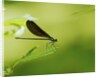 Damsel Fly by Anonymous