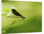 Damsel Fly by Anonymous