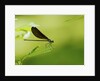 Damsel Fly by Anonymous
