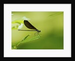 Damsel Fly by Anonymous