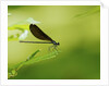 Damsel Fly by Anonymous