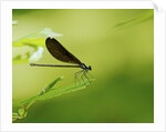 Damsel Fly by Anonymous